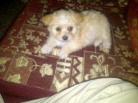 /album/mayron-herrera/a554362-4819070206206-2133619503-n-jpg/